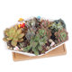 ຫມໍ້ດອກກຸຫຼາບສີຂາວທີ່ມີຮູບຊົງຫົກຫຼ່ຽມເປັນຮູບຊົງເຮືອແບບ succulent flowerpot platter ceramic ສີຂາວງ່າຍດາຍ polygonal plant flowerpot