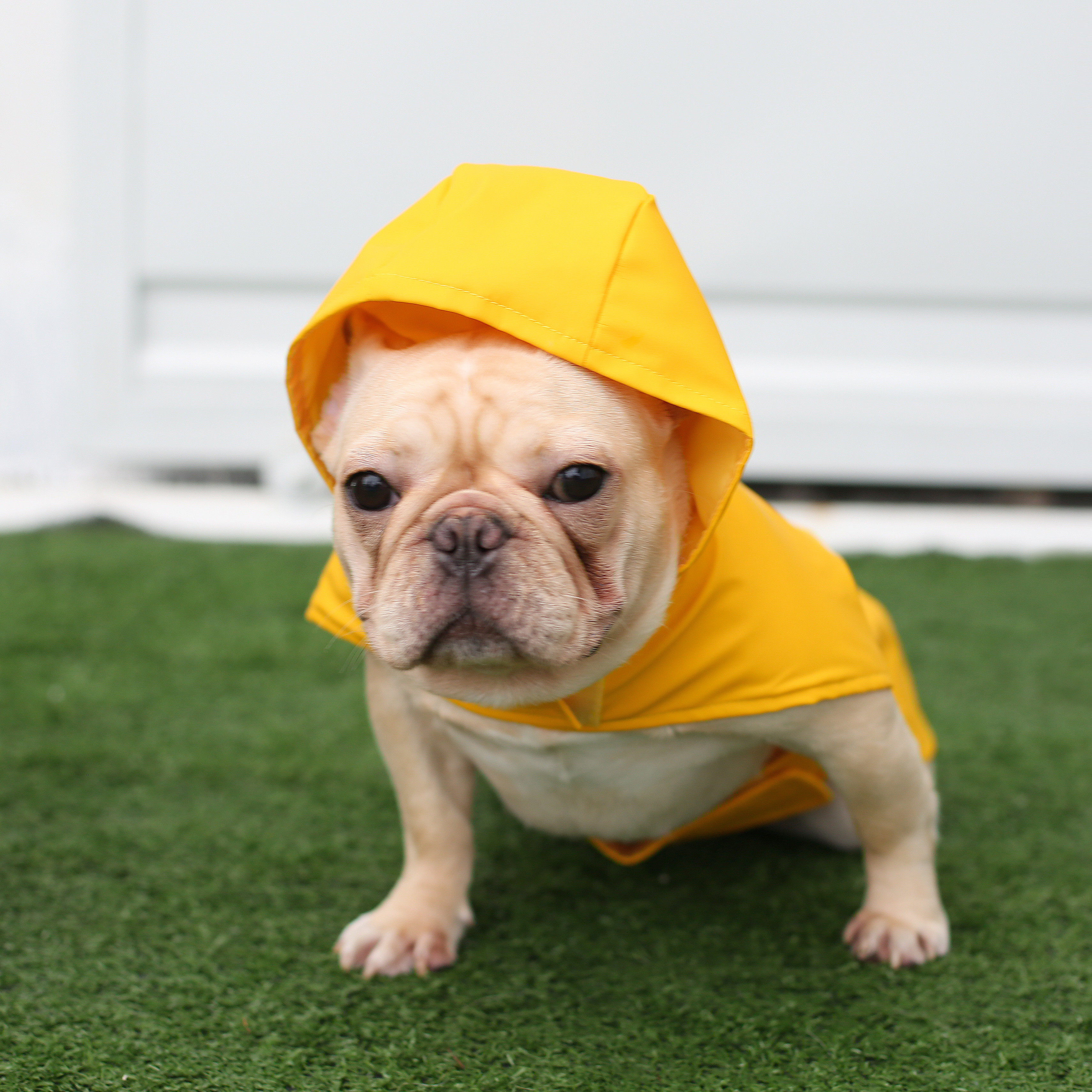 American Best Pet pet raincoat dog windproof waterproof thickened poncho dog clothes safety reflective strip large size