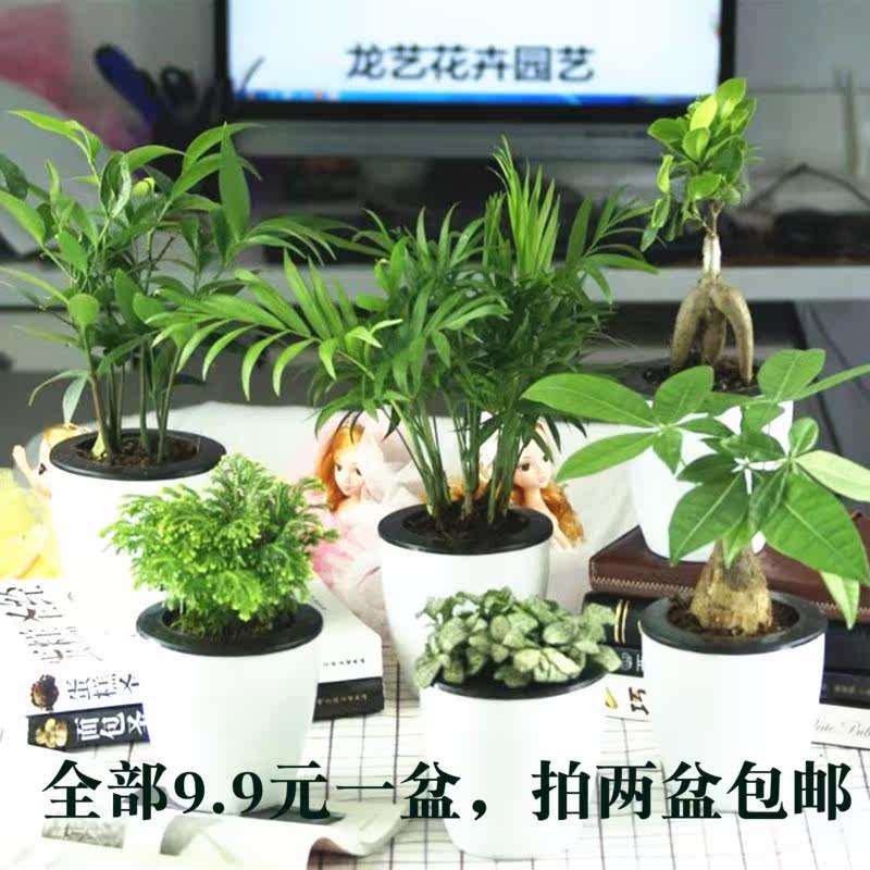 发财树文竹栀子花碰碰香榕树小盆栽吸甲醛防辐射家庭绿植花卉包邮