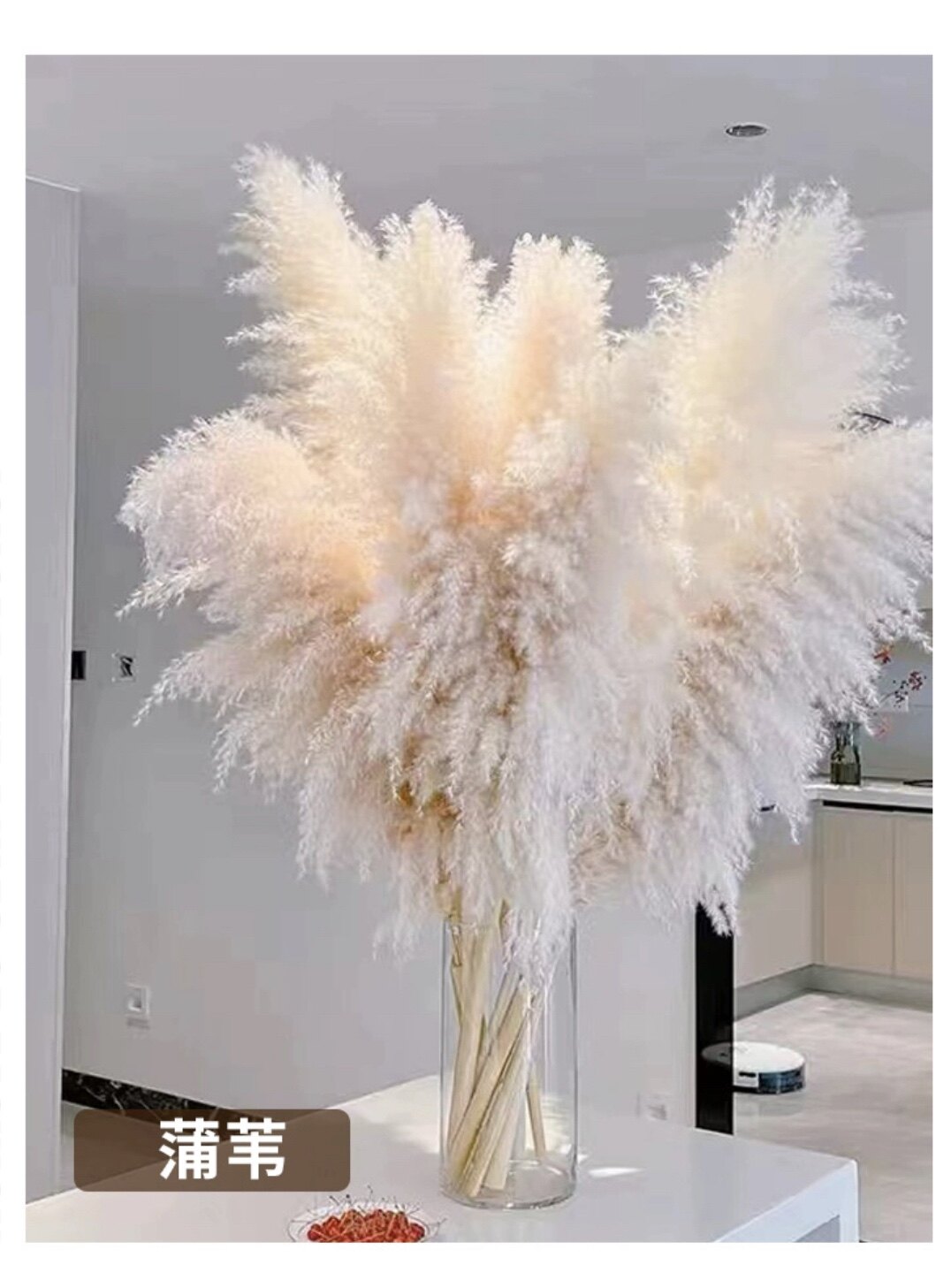 芦苇植物复兴