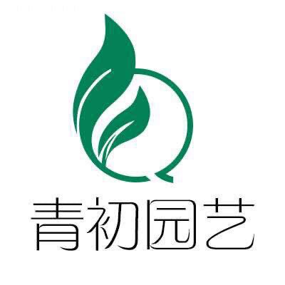 青初园艺生石花