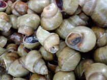 5 pounds of SF spot clear water field snail fresh body package live tail cut fresh snails without gravel screw meat commercial