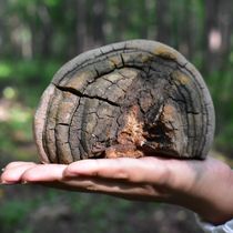 Changbai Mountain wild Phellinus yellow fire wood layer Pongchang Phellinus Wang 250g