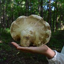 Wild Ganoderma lucidum Yuzhi Baizhi white border layer hole bacteria 250g free cut