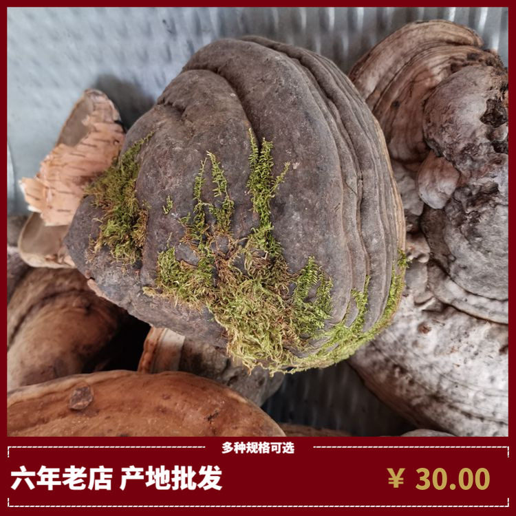 Wild wood hoof layer Concordia Cargo Long white Mountain Much Chestnut Lucid birch cheese Qianzhi Qianzhi Intact 5 Cati