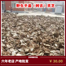 Wild flat cover Ganoderma lucidum tree tongue Ganoderma lucidum Changbai Mountain wild Ganoderma lucidum origin direct sales