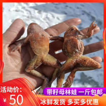 Grenouille forestière femelle du nord-est avec graines authentique grenouille forestière des montagnes Changbai grenouille forestière déshuilée crapaud épépiné 500g