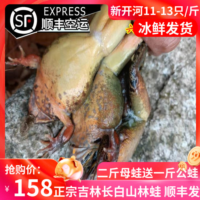 Northeast Live Forest Frog Alive 12-13 Long white Mountain Living clams Mother Leopard Living snow clams Fresh Shunfeng