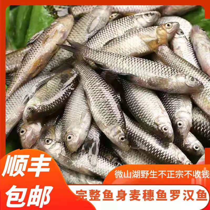 Weishan Lake wheat fish fresh live fresh fresh freshwater fish willow fish Shunfeng spot seconds