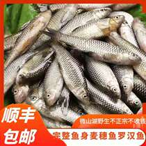Weishan Lake wheat ear fish Luohan fish fresh fresh water fish willow fish Shunfeng spot second hair