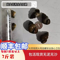 Shunfeng spot super large fresh snails three catties each more than 3cm mud snail snail snail meat