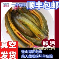 Weishan Lake Loach Freshwater Live Fish Big Plate Loach Living Fish Green Loach Yellow Loach Fish Now Kill Nourishing Stew Soup Old Man Calcium