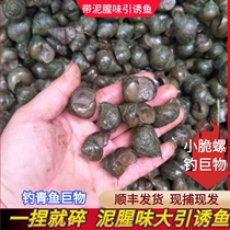 Shunfeng thin-skinned crispy giant fishing bait fresh adhesive hook Wo Tianluo Heikeng Reservoir black herring