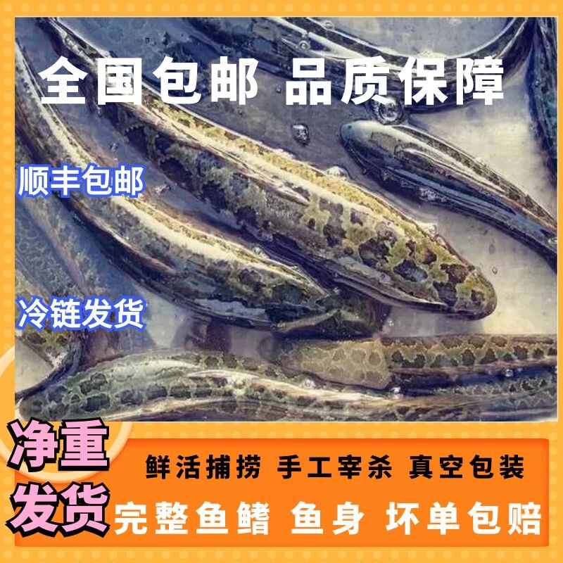 Black fish mulled fish raw fish mulled fish mullet mulled fish mulled fish snake fish black mullet head acid vegetable fish now found killing