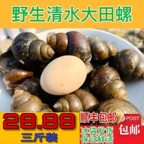 Weishan Lake Wild Field snail fresh fresh snail meat super large live field snail meat large size 3kg
