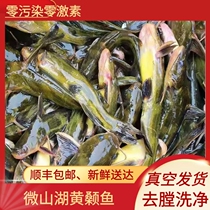 Weishan Lake ecological fish now kill fresh wild fish wild yellow catfish yellow bone fish Thorn fish Thorn fish