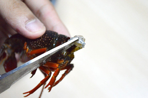 美国Jese jese破壁机 破壁料理机 变频破壁机 破壁机 三维变频技术 料理机 弹性素食 破壁料理机选变频