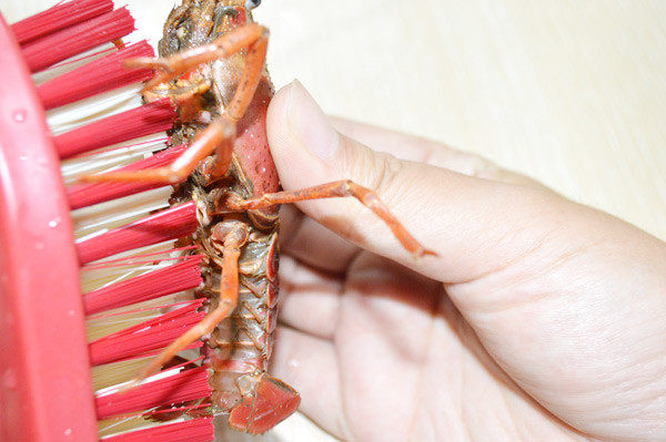 美国Jese jese破壁机 破壁料理机 变频破壁机 破壁机 三维变频技术 料理机 弹性素食 破壁料理机选变频