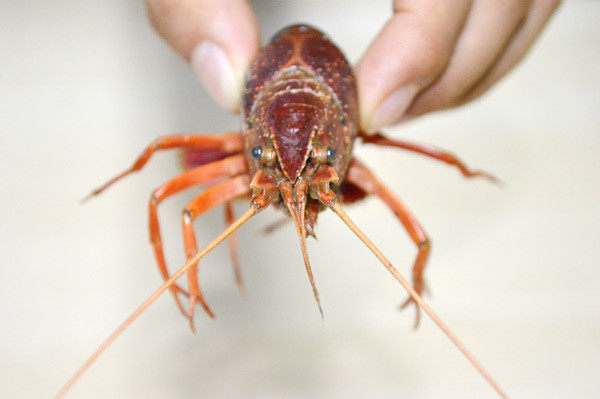 美国Jese jese破壁机 破壁料理机 变频破壁机 破壁机 三维变频技术 料理机 弹性素食 破壁料理机选变频