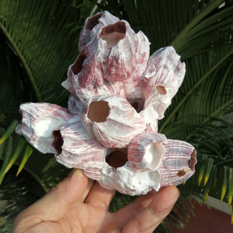 Natural conch shell barnacle horse tooth sea stone flower aquarium fish tank landscaping decoration roll shell fish three lake fish nest