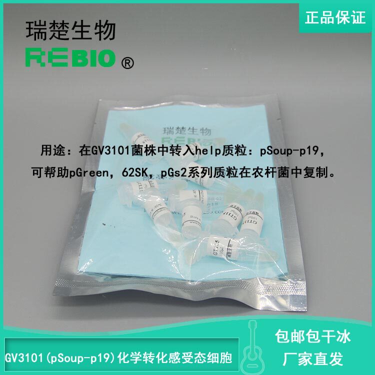 顺丰包邮包干冰GV3101(pSoup-p19)化学转化感受态细胞根瘤农杆菌