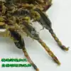 Yimeng full whole scorpion scorpion dry water whole insect salt-free male scorpion 100g grams of Chinese herbal medicine can be ground centipede leech