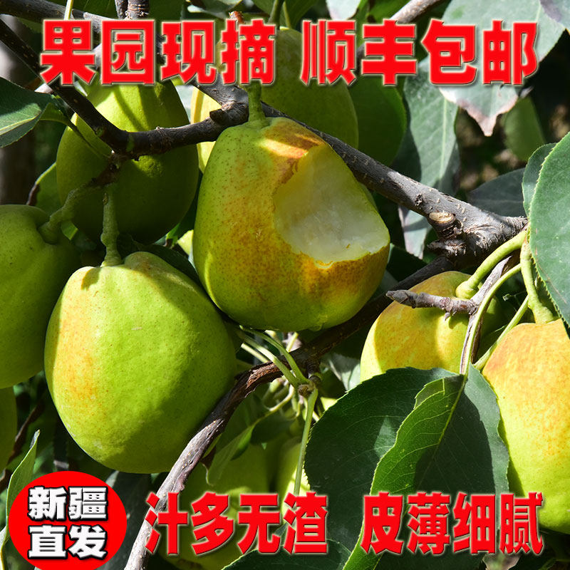 Korla, Xinjiang found that picking fragrant pears, all-mother pears, fresh seasonal fruits, whole boxes of large fruits