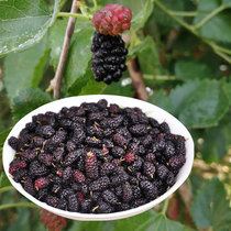 Xinjiang specialty Yuli County 2021 new black mulberry dry wash 1kg bag