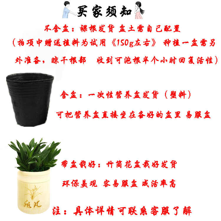 兰花苗春剑五彩奇花 浓香型办公室内绿植盆栽花卉 高档兰花