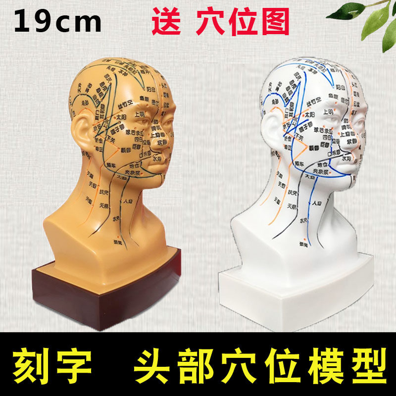 Human head model super clear lettering version of head acupuncture point model facial massage head meridian four-function teaching tool