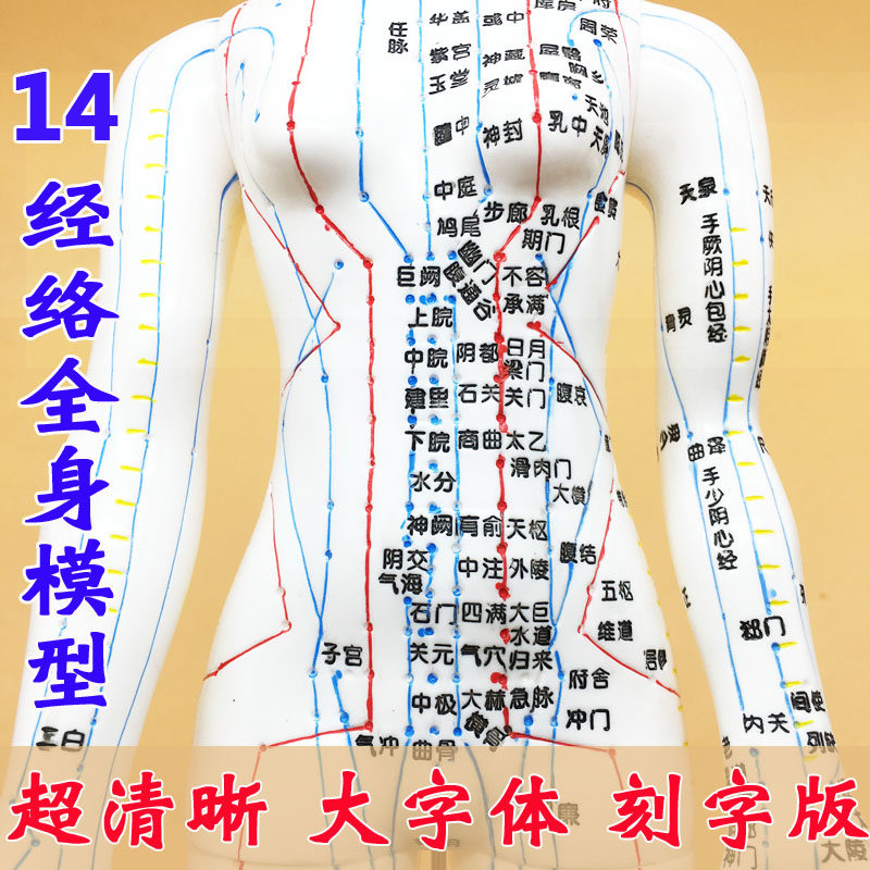 Ultra-clear lettering 14 meridians body acupuncture model model male and female body acupuncture model villain Chinese medicine delivery map