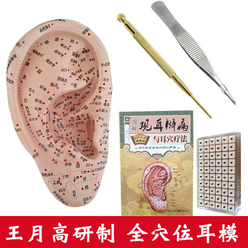 Wang Yuegao The middle boundary meridian and collaterals Tong multi-acupuncture ear model ear reflex area ear diagnosis ear acupoint paste ear bead