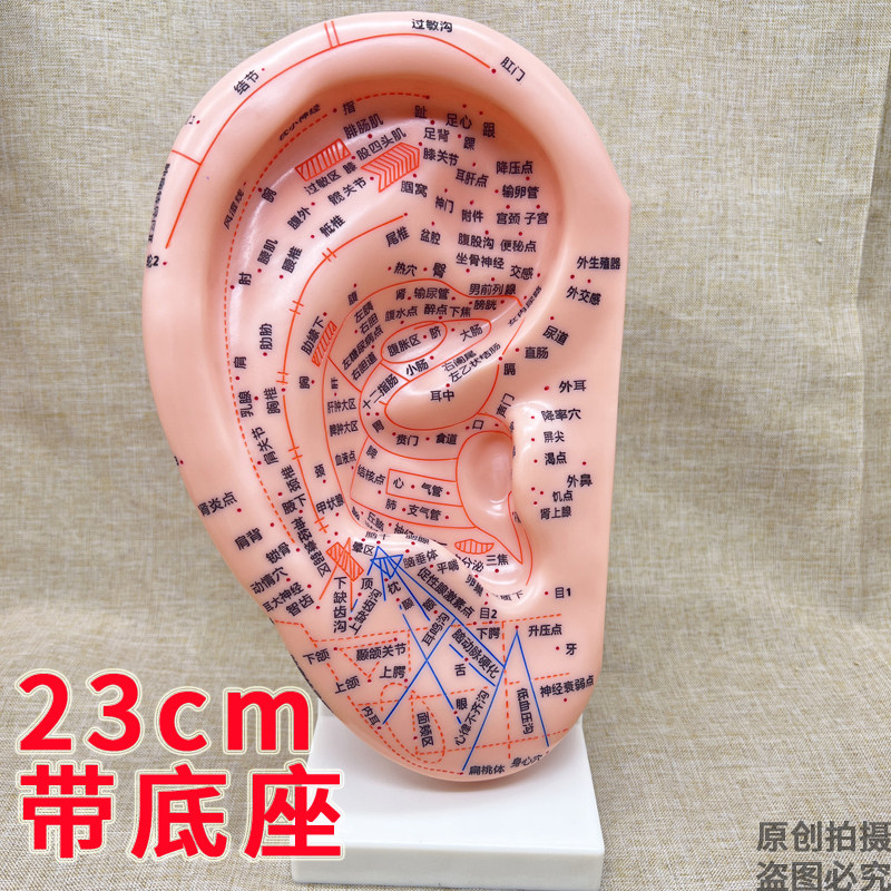 23cm耳模教学版耳穴模型多穴位针灸耳朵40cm刻字带底座带支架国标
