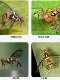 Fly Trap Ball, Citrus Fruit Fly, Melon Fruit Fly, Sticky Insect Trap Ball, Wasp Fruit Fly Trap Ball, Insect Trap Ball, Wasp Attractant