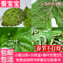 Silkworm baby living spring silkworm larvae living things children students Silkworm Suit Small Silkworm 1 aged 234 Ling for sending fresh mulberry leaves