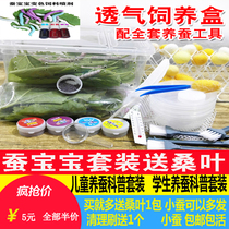 Silkworm Baby Suit Living Silkworm Student Adoptive Kop Seven Polychrome Golden Silk Silkworm Spring Silkworm Eggs Silkworms New Fresh And Tender Mulberry Leaf