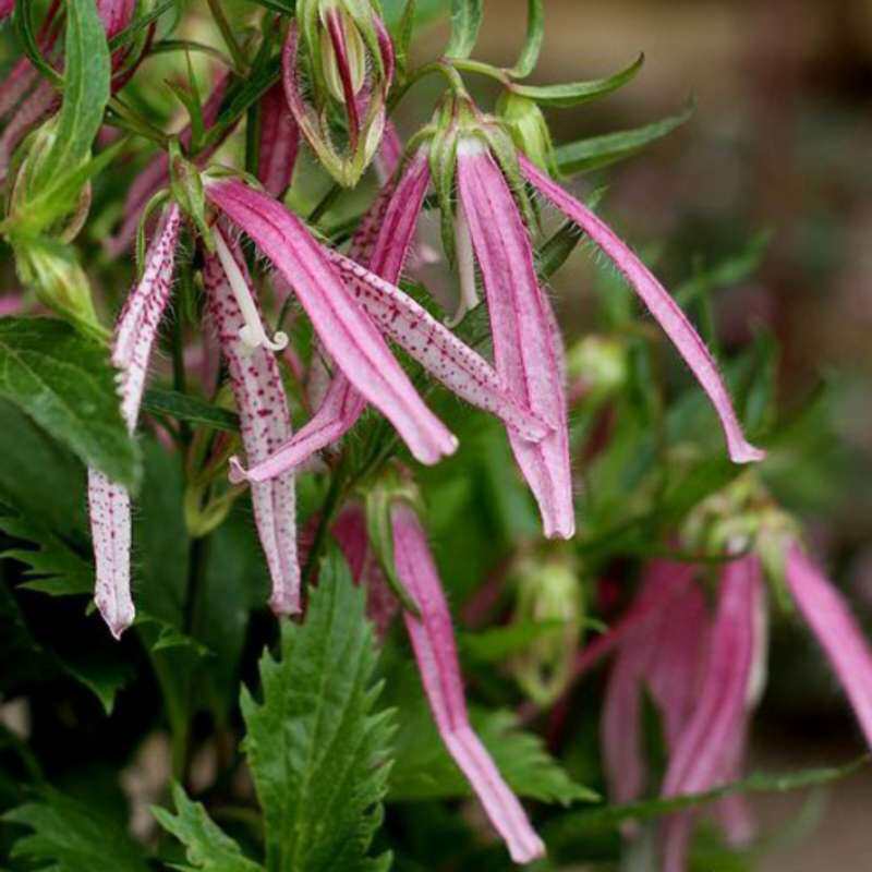 Japanese wind bell Arabella red powder fish ji ruble yellow duplex courtyard plant open air and cold resistance