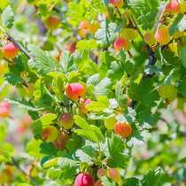 Lantern fruit edible fruit viewing plant balcony garden open-air cold-resistant and easy-to-raise perennial shrubs