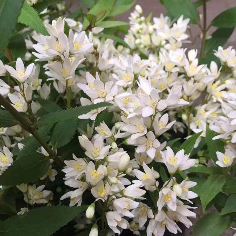 Hakkai pollen strawberry field ice sheet snow cherry blossom balcony garden open air and wellness of perennial shrubs