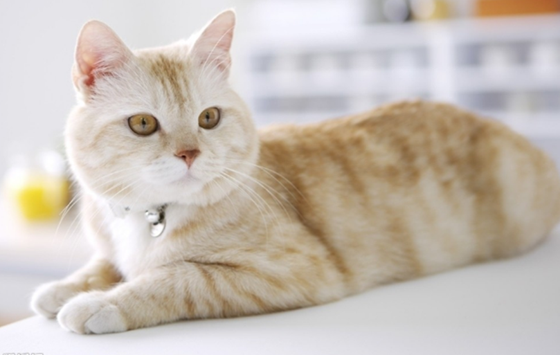 为什么幼猫要少吃猫罐头?原因都在这