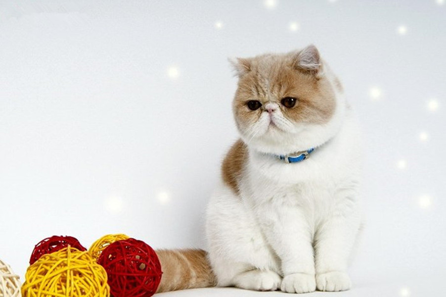 为什么说加菲猫喂养需谨慎?