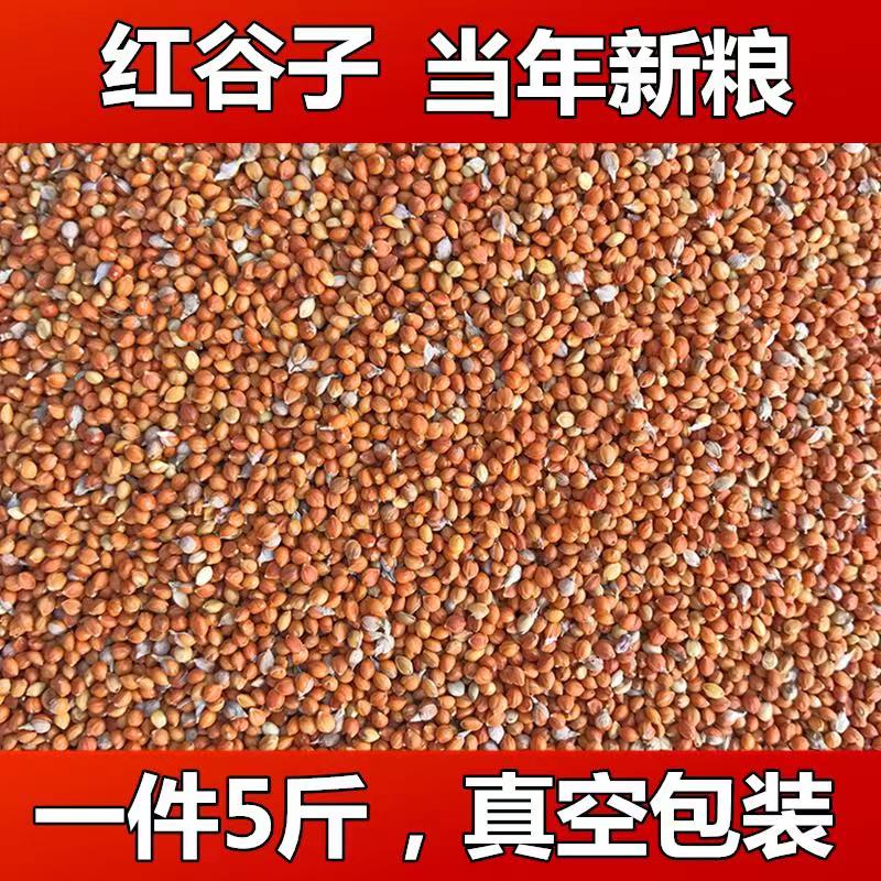 High-quality shelled red millet, brightened coat color, full bird grain, tiger skin, peony jade, five jin vacuum packaging