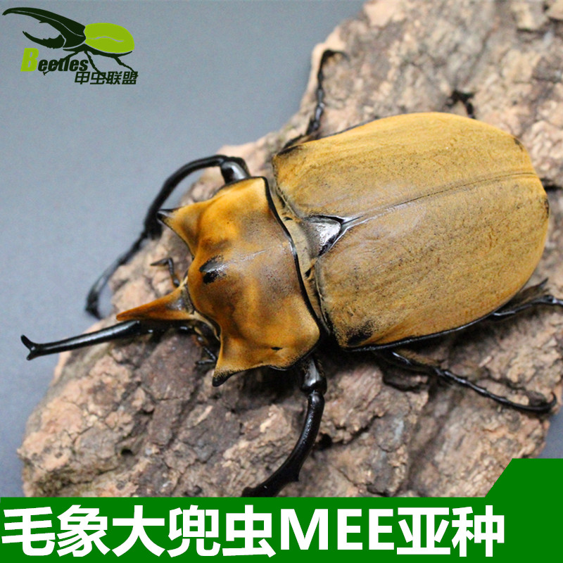 甲虫联盟毛象大兜虫mee 亚种成虫幼虫另有长戟巴拉望
