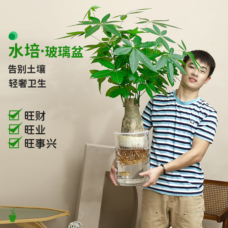 亿达绿植