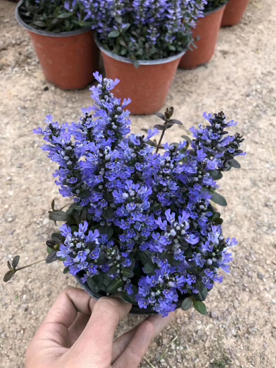 筋骨草-药用植物花谱-图片