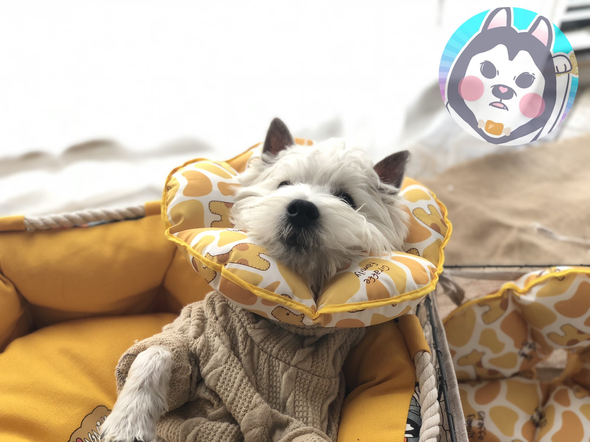 Pet cat dog Elisabeth vòng tròn mui xe mềm chống mite bắt cắn không thấm nước xấu hổ vòng tròn khử trùng bảo vệ - Cat / Dog hàng ngày Neccessities khay đựng đồ ăn cho chó	
