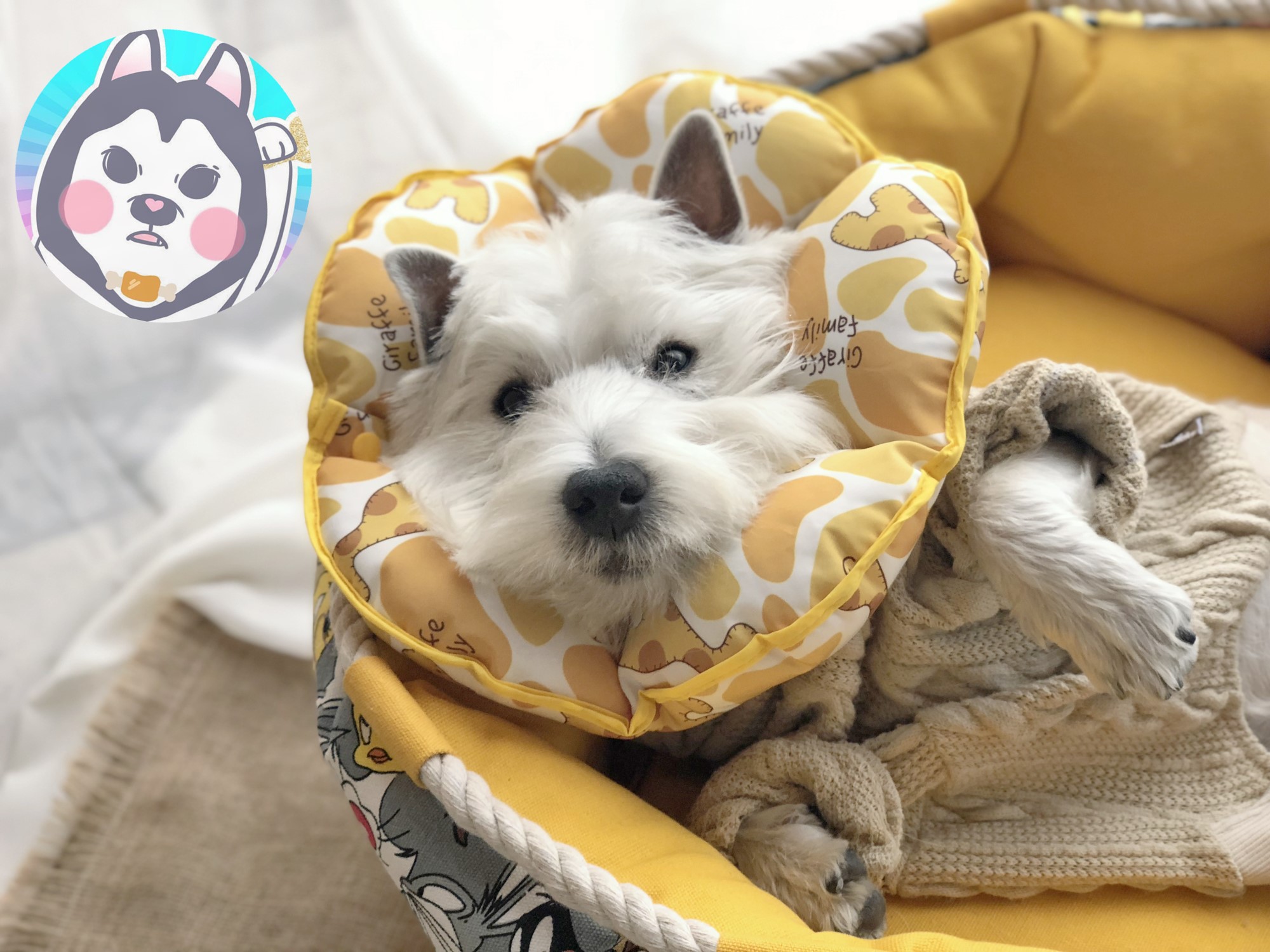 Pet cat dog Elisabeth vòng tròn mui xe mềm chống mite bắt cắn không thấm nước xấu hổ vòng tròn khử trùng bảo vệ - Cat / Dog hàng ngày Neccessities khay đựng đồ ăn cho chó	