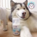 Bác sĩ khuyên dùng! Bonecare + Sữa canxi dinh dưỡng Đài Loan Pet Liquid Canxi Phương pháp mèo và chó Canxi 270ml - Cat / Dog Health bổ sung sữa bột cho mèo con Cat / Dog Health bổ sung