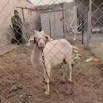 Protective hook guardrail dog fish pond outdoor barbed wire fence fence thickened steel wire isolation breeding net galvanized flower cultivation