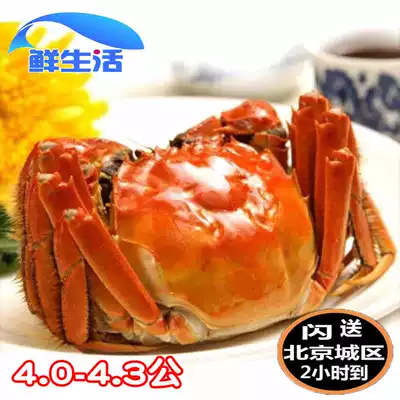 Beijing flash send hairy crabs fresh crabs crab river crab 4 0-4 3 two spot full 10 Shunfeng